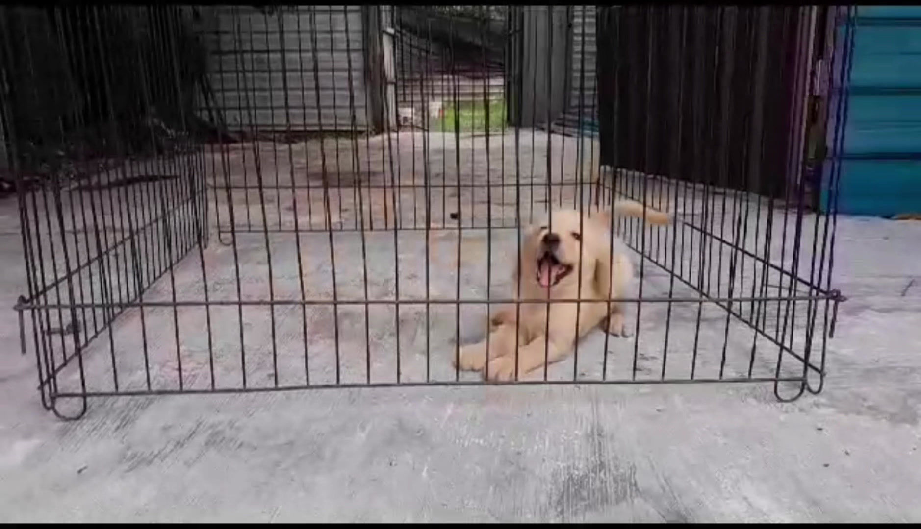 Golden Retriever Puppy