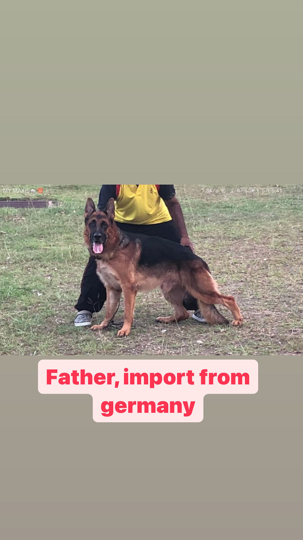 Thumbnail: German Shepherd Puppy (Imported lineage)
