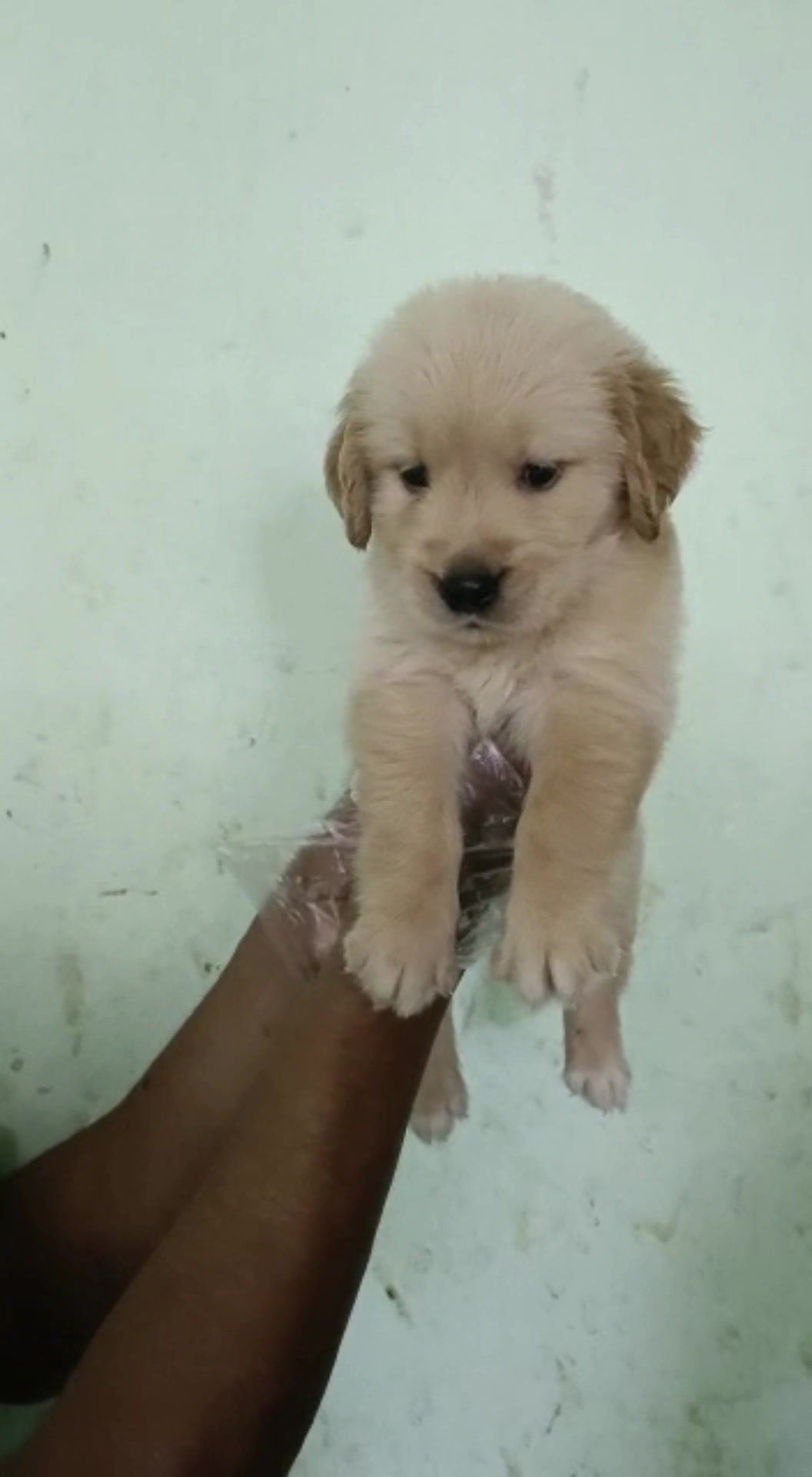 Golden Retriever Puppy