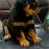 Thumbnail: Rottweiler Puppy (Imported lineage)