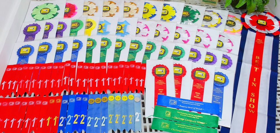 Puppy For Sale Malaysia Award