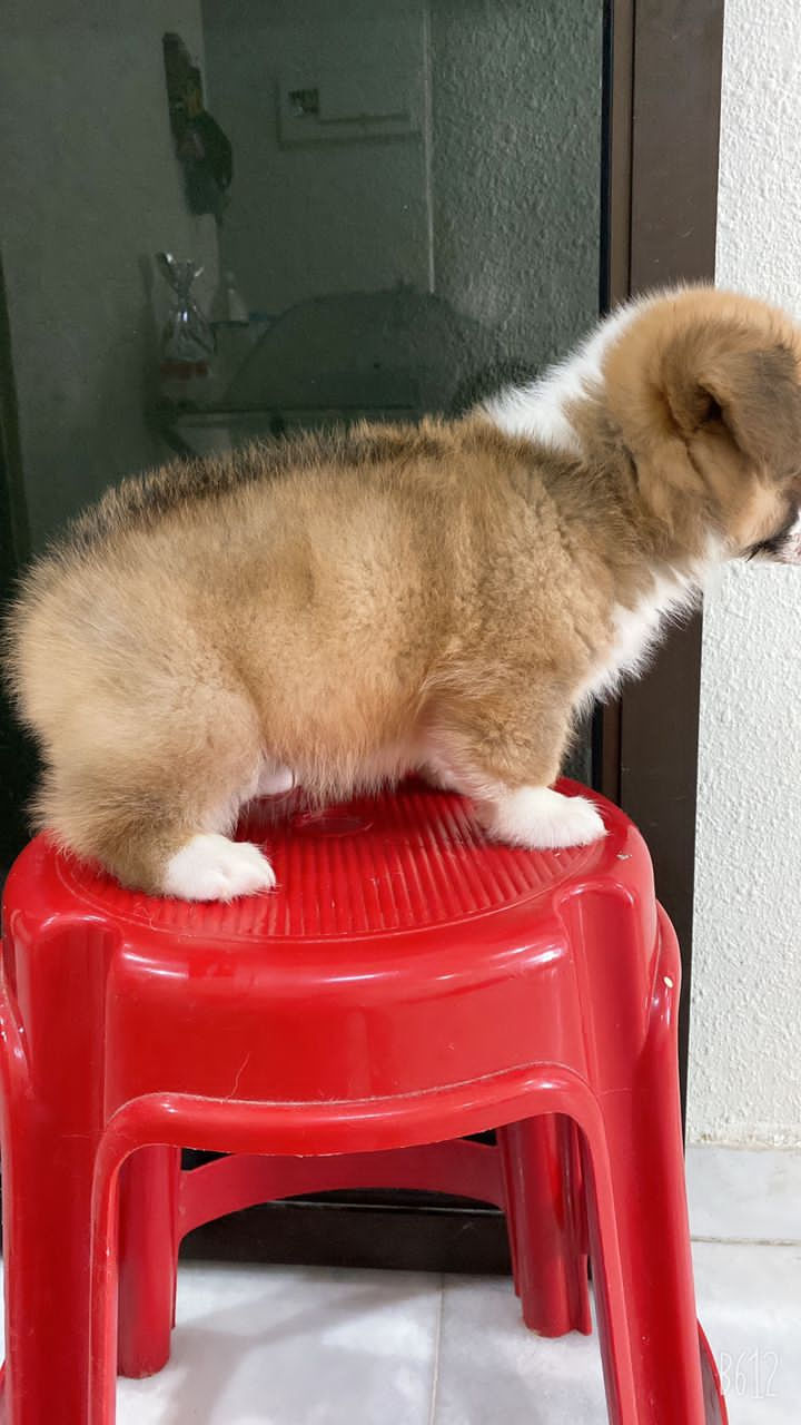 Thumbnail: Welsh Corgi Puppy (Imported Lineage) (Long coat)