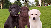 Puppy For Sale Malaysia Labrador Puppy