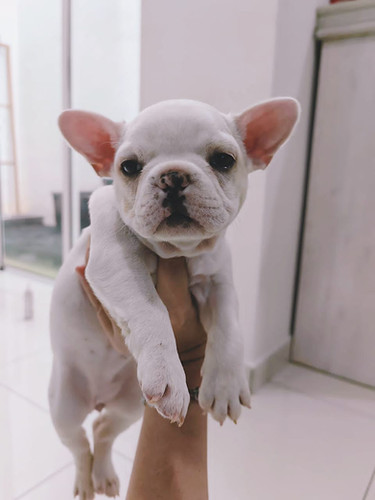 French Bulldog Puppy Puppy For Sale - Main Image
