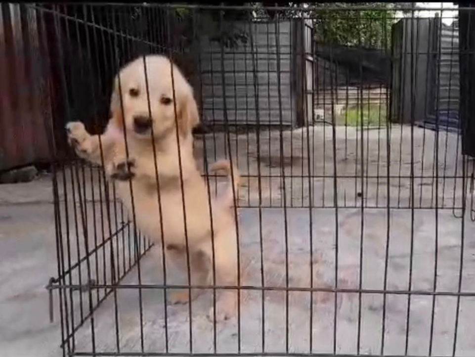 Thumbnail: Golden Retriever Puppy