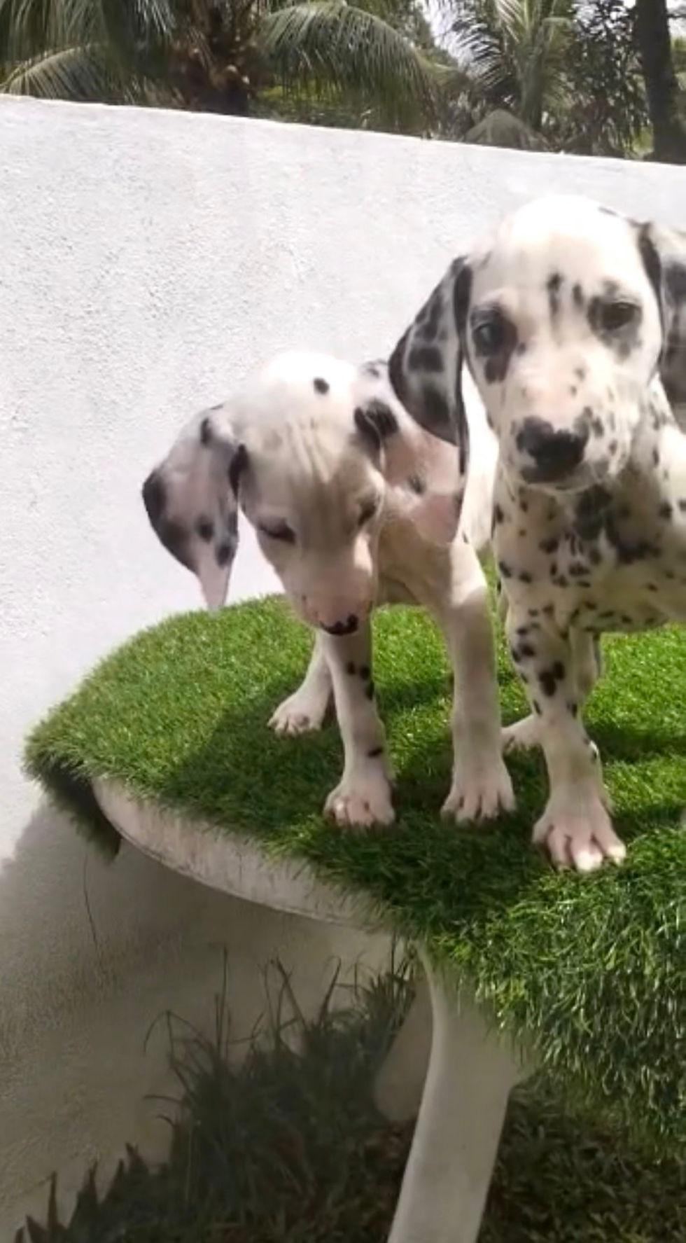 Thumbnail: Dalmation Puppy