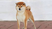 Puppy For Sale Malaysia Shiba Inu Puppy