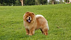 Puppy For Sale Chow Chow Puppy