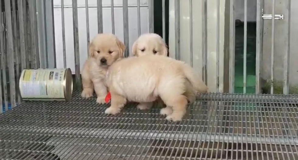 Thumbnail: Golden Retriever Puppy (Imported lineage)