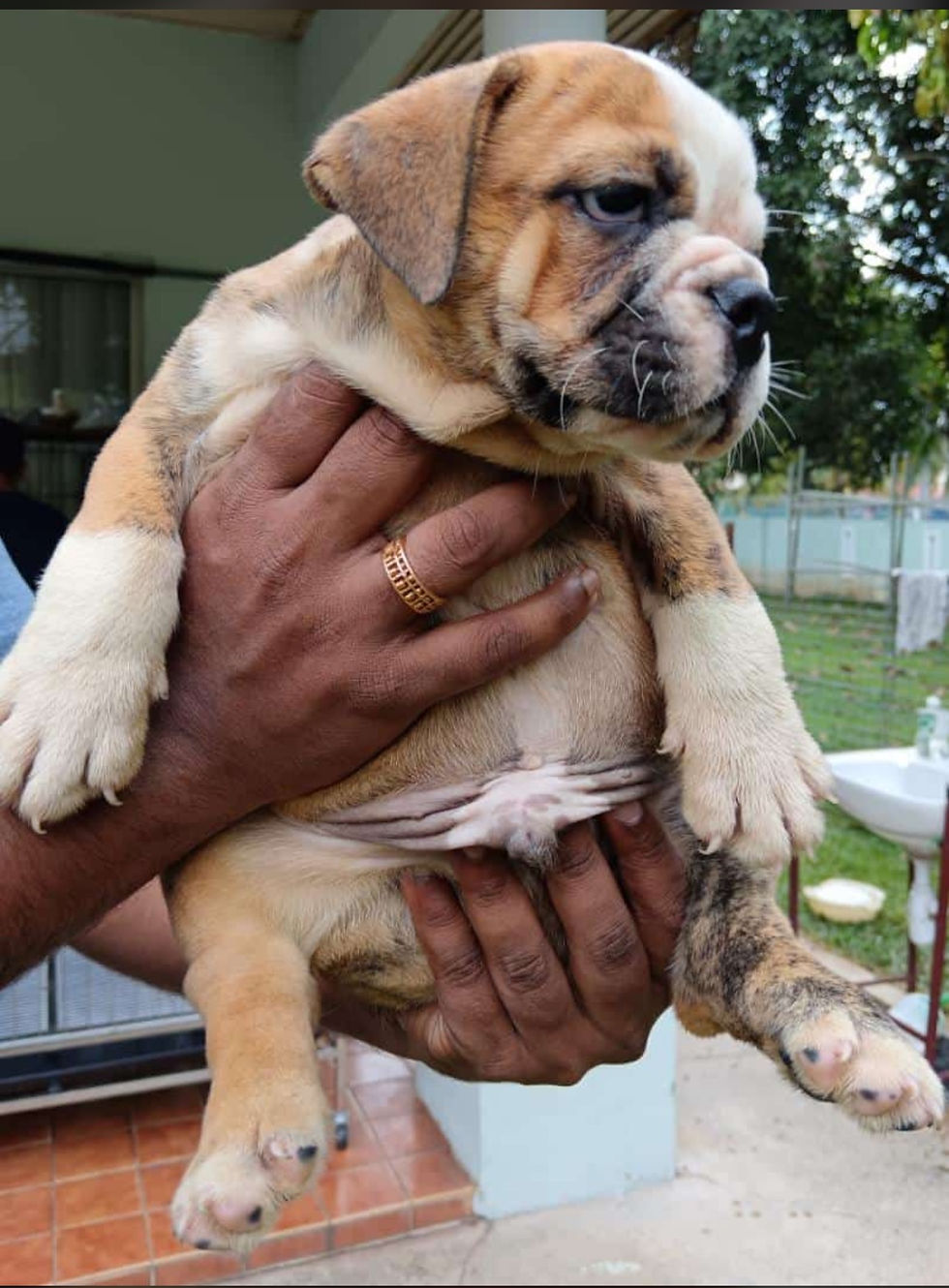 Thumbnail: English Bulldog Puppy