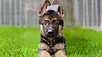 Puppy For Sale Malaysia German Shepherd Puppy