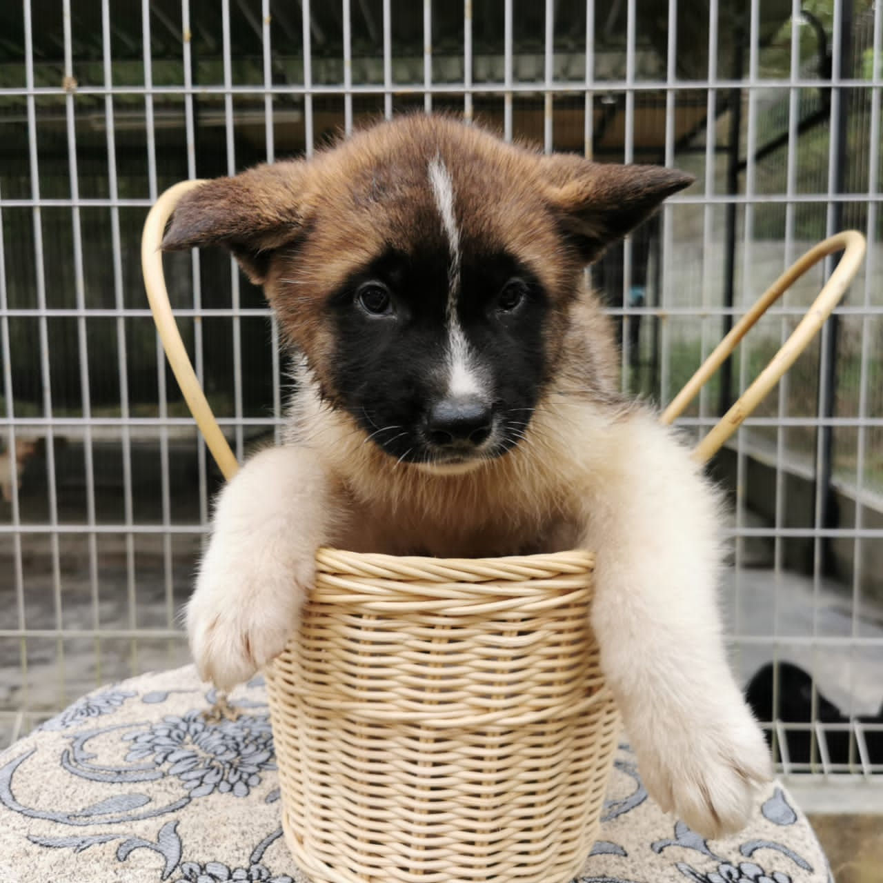 American Akita Puppy (Female A)
