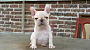 Puppy For Sale Malaysia French Bulldog Puppy