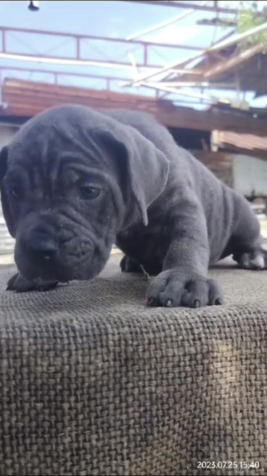 Cane Corso Puppy (Italian Mastiff Puppy)