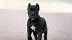 Puppy For Sale Malaysia Cane Corso Puppy