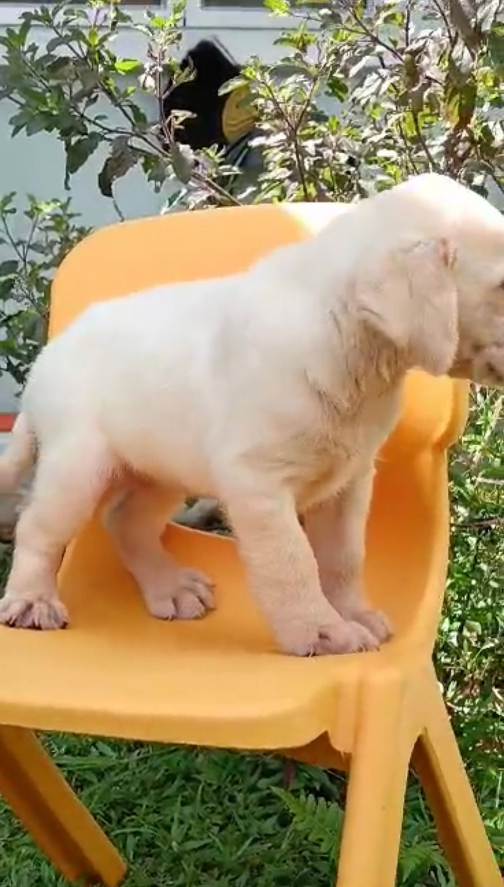 Thumbnail: Labrador Puppy