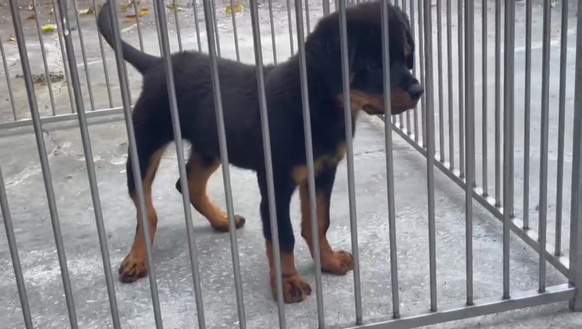Rottweiler Puppy (Imported lineage)
