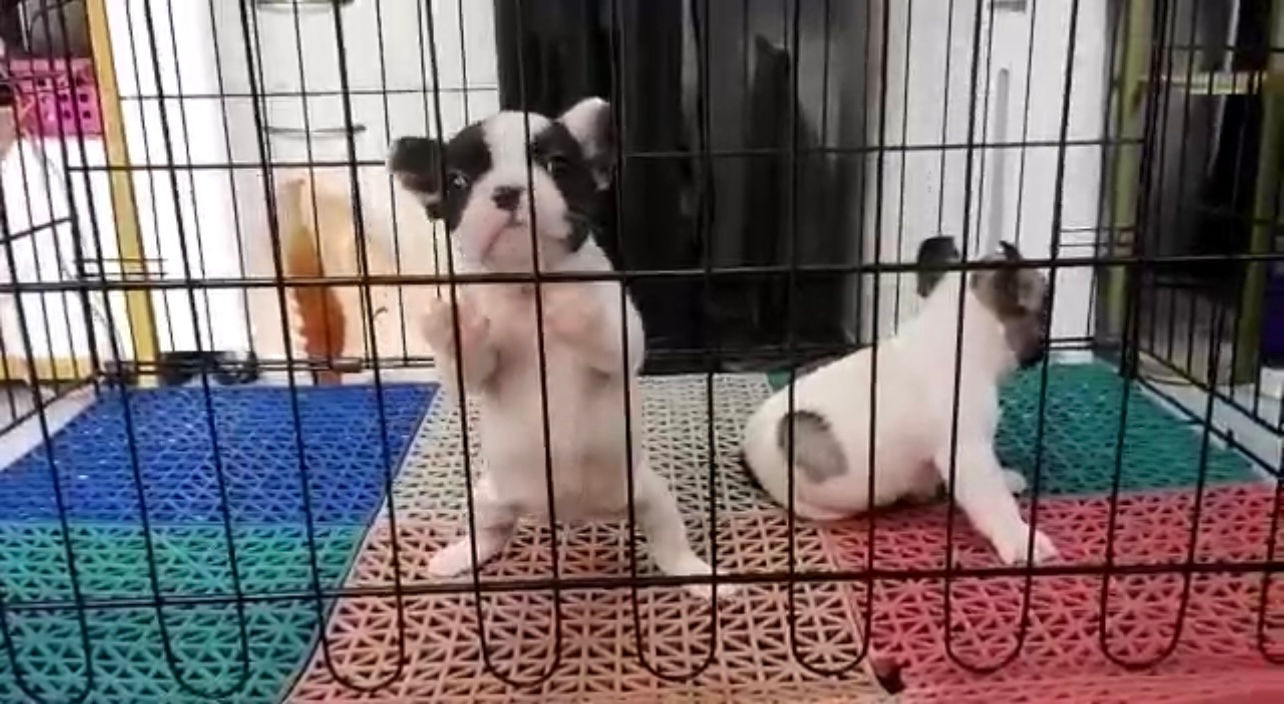 French Bulldog Puppy