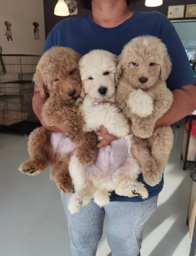 Standard Poodle Puppy (Promotion Price) Puppy For Sale