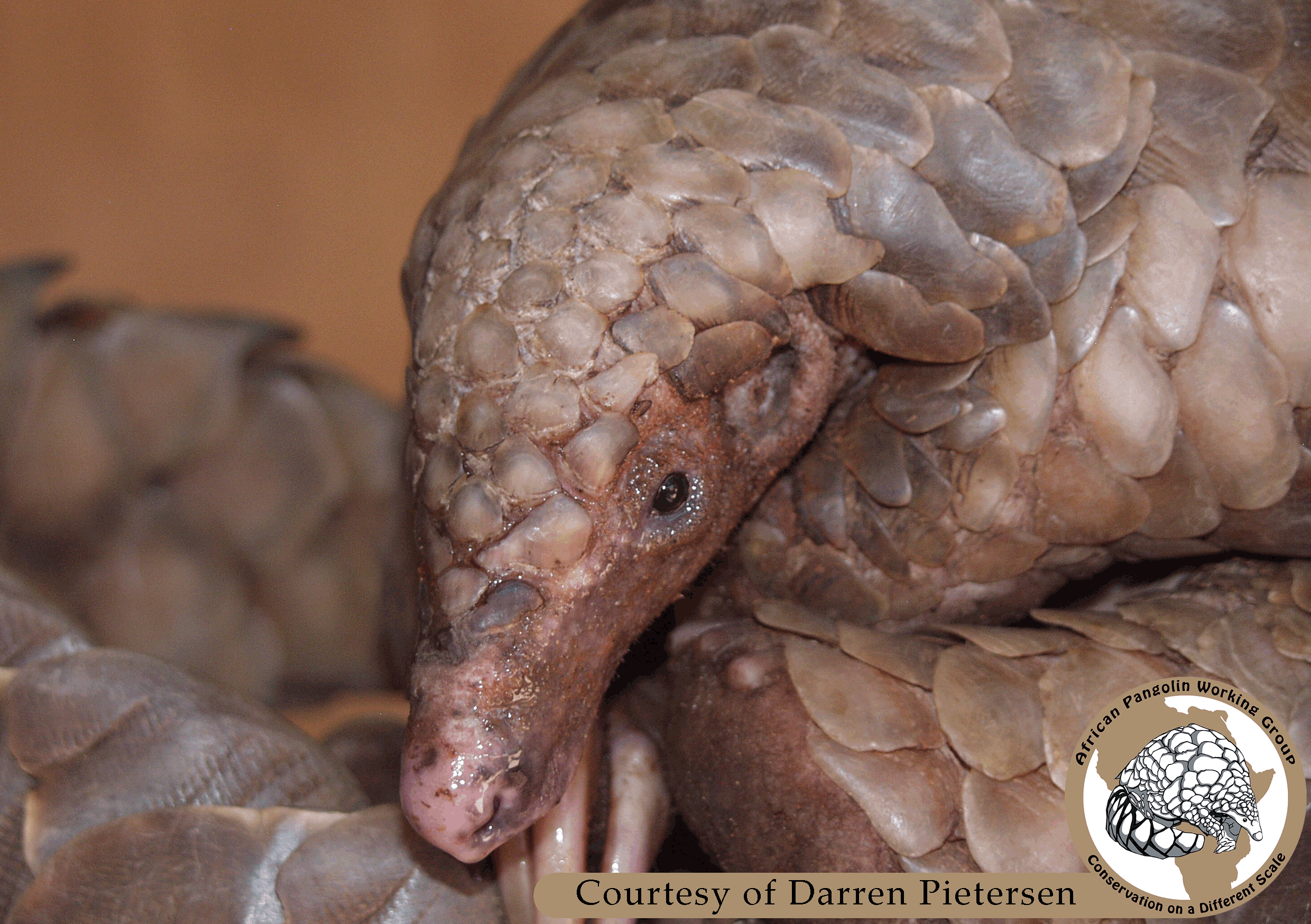 Temminck's Ground Pangolin