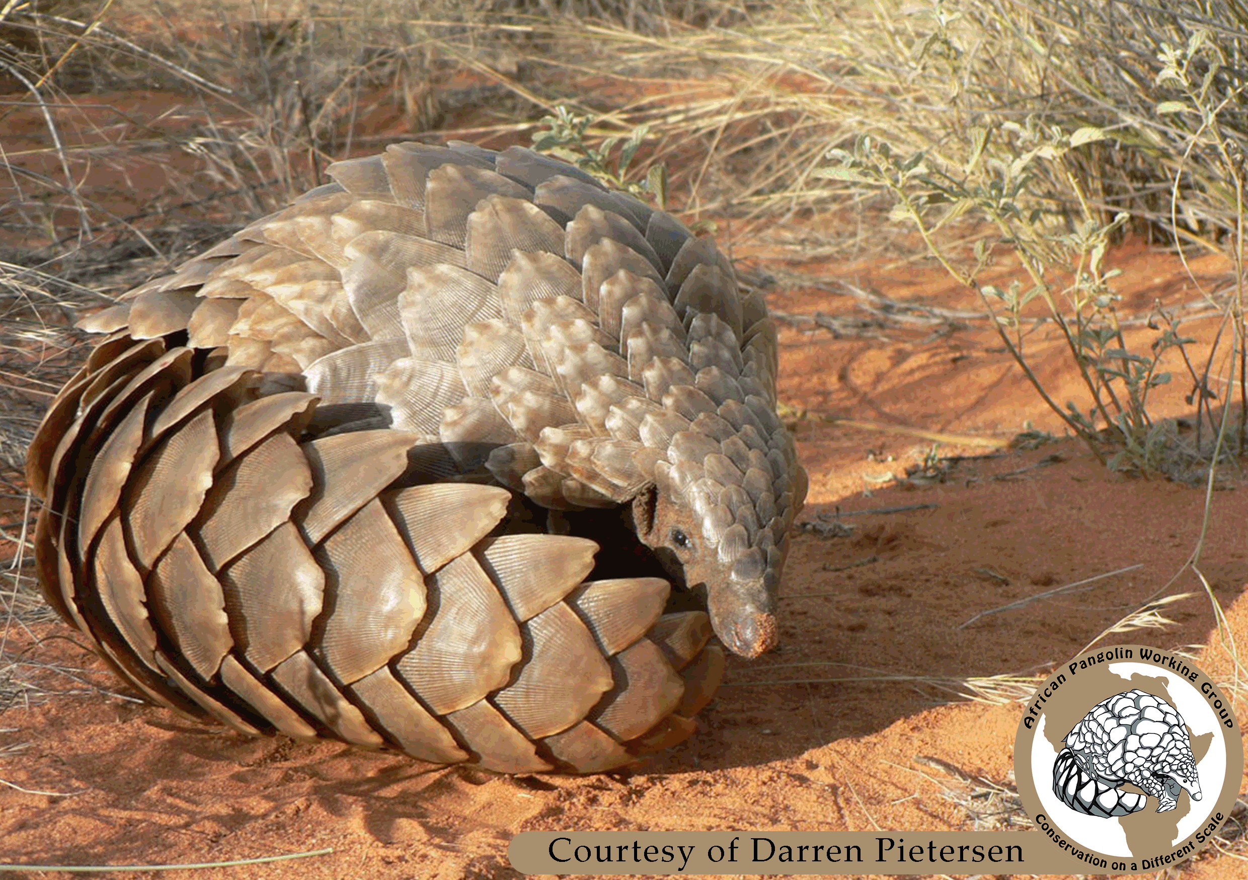 Temminck's Ground Pangolin