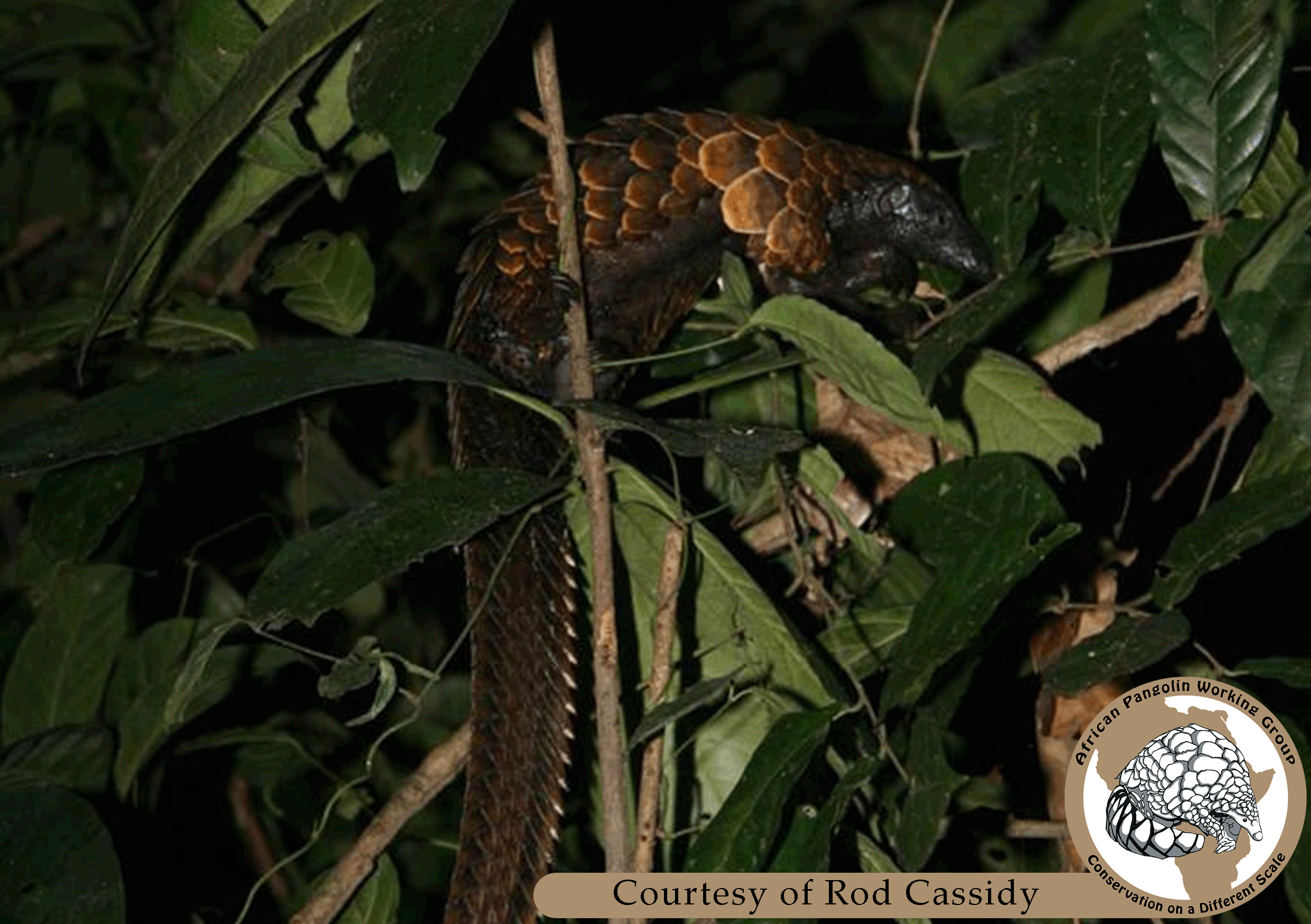 Black-bellied Pangolin
