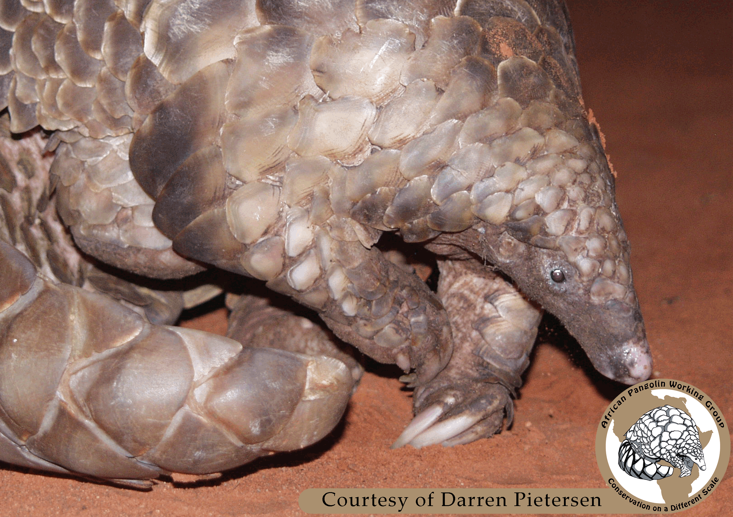 Temminck's Ground Pangolin