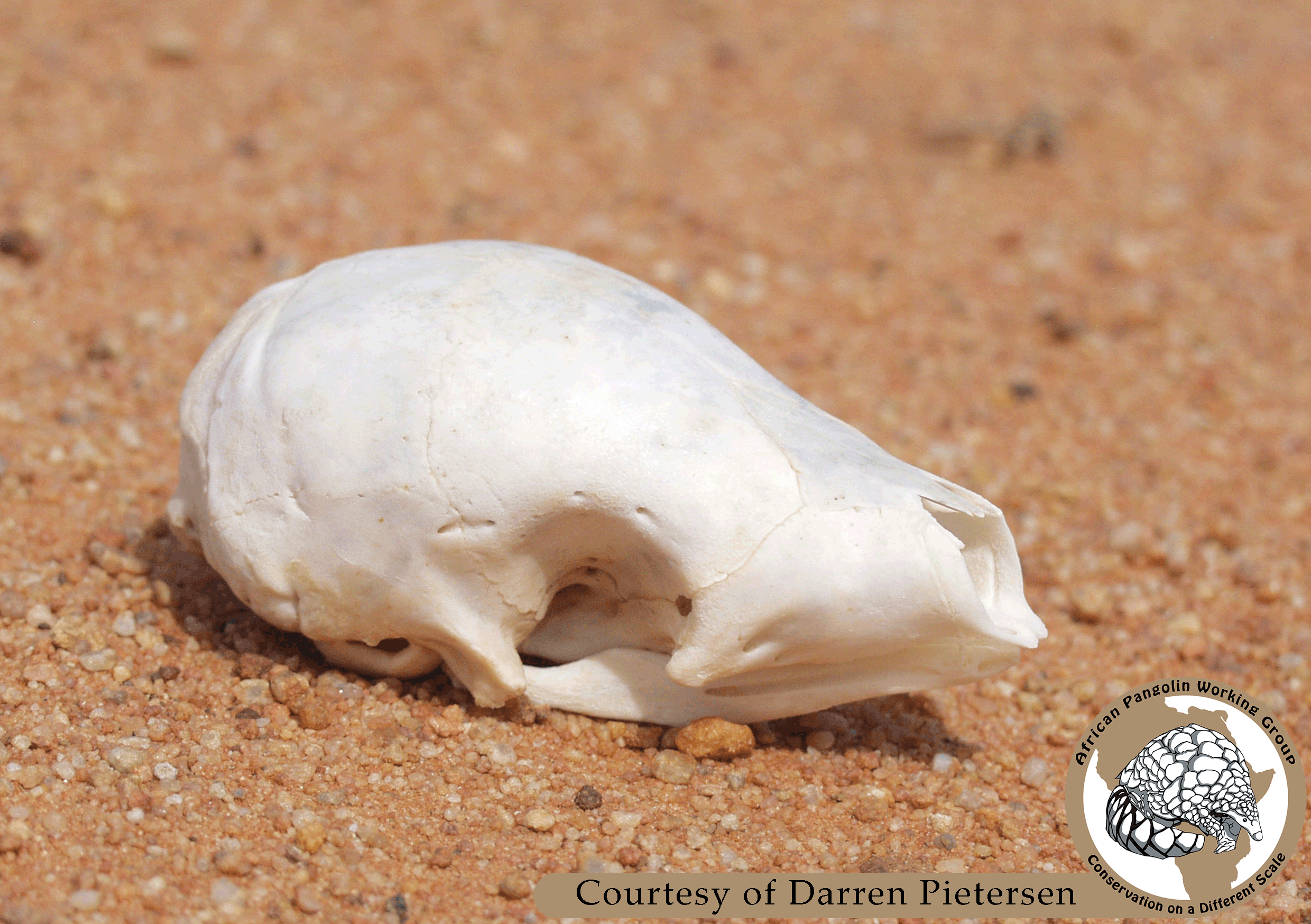 Temminck's Ground Pangolin skull