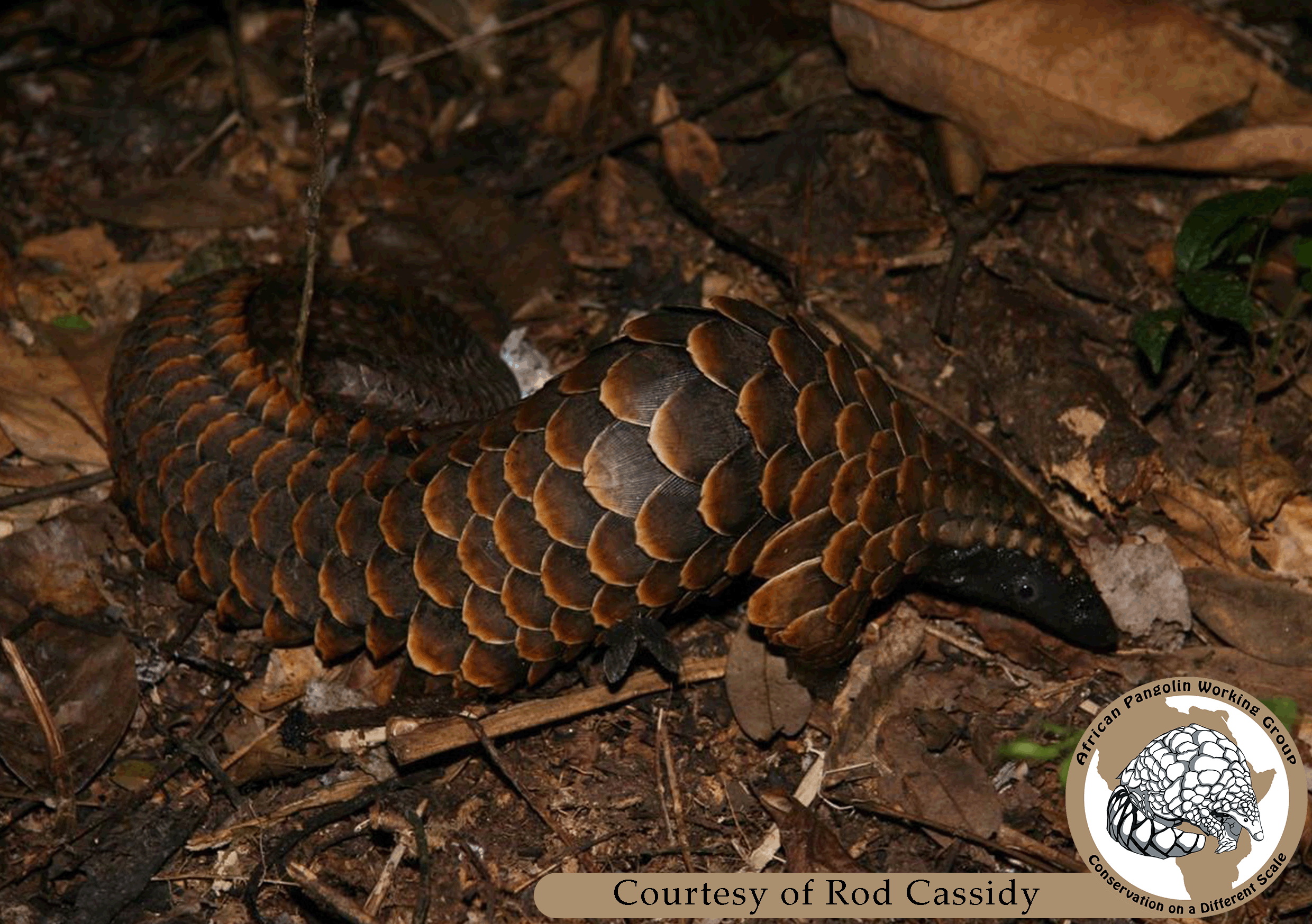 Black-bellied Pangolin