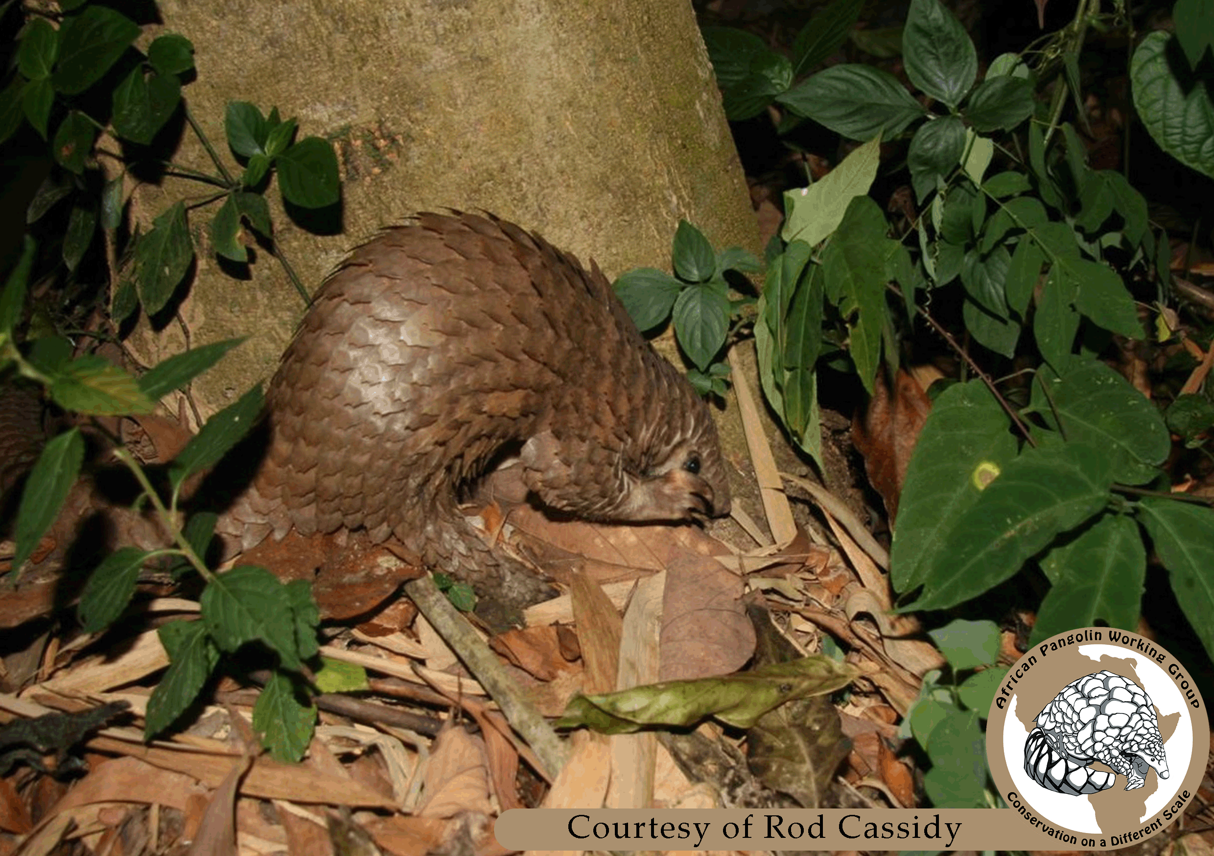 White-bellied Pangolin
