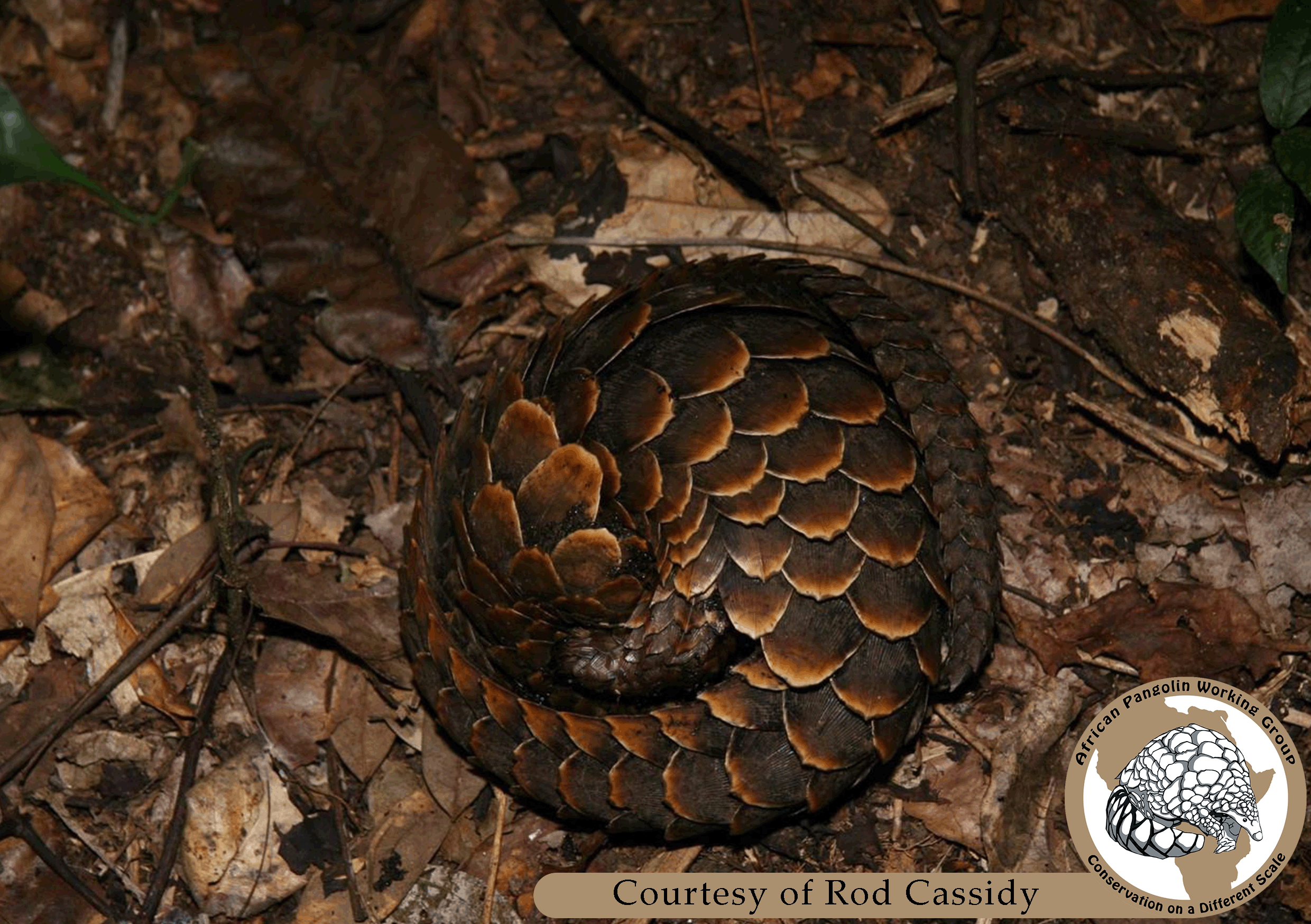 Black-bellied Pangolin