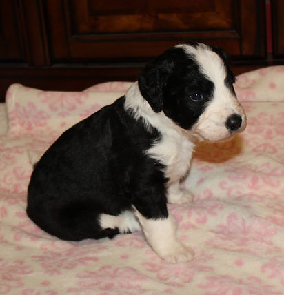 Daisy 9-9-20 3.JPG