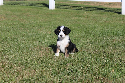 Snoopy 10-22-18 2.JPG