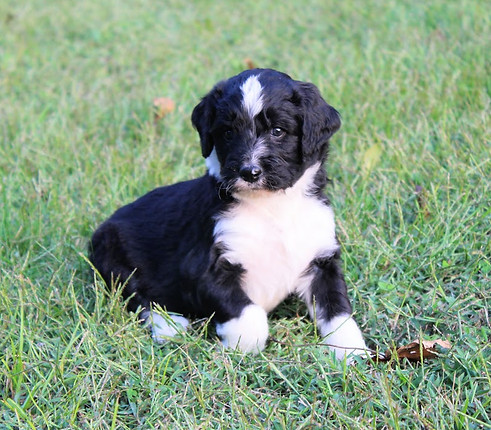 Duchess 9-15-20 1.JPG