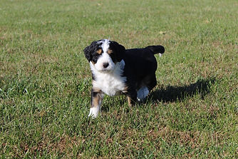 Snoopy 10-22-18 1.JPG