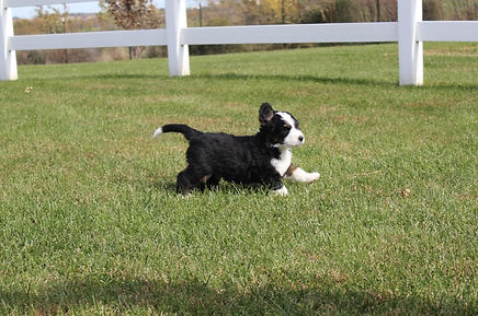 Benjie 1 10-24-18.JPG
