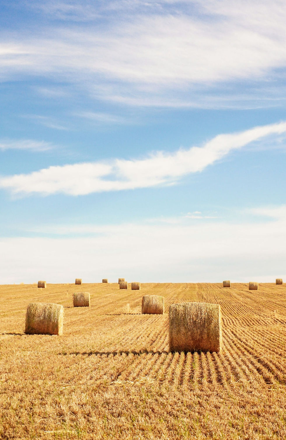 hay bales.jpeg