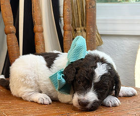Aqua Collar Male- $1,500
