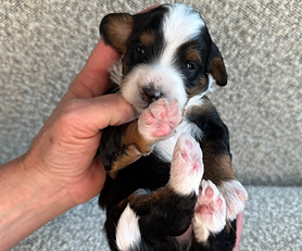 Male- $5,000