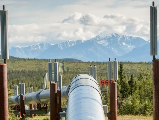 TikTokers Target Controversial Willow Oil Project