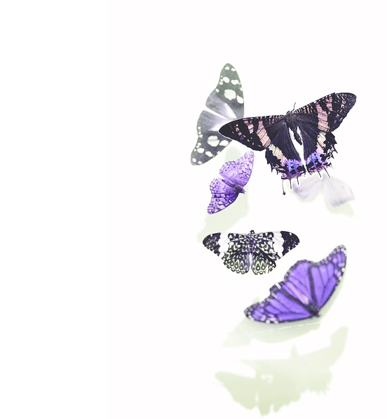 butterfly-background.fw.png