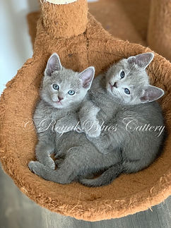 eZy Watermark_21-03-2019_01-35-45PM.jpeg