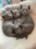 eZy Watermark_07-03-2019_03-42-08PM.jpeg