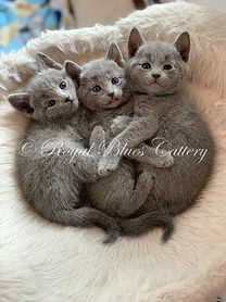 eZy Watermark_07-03-2019_03-42-08PM.jpeg