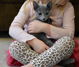 russian blue breeder