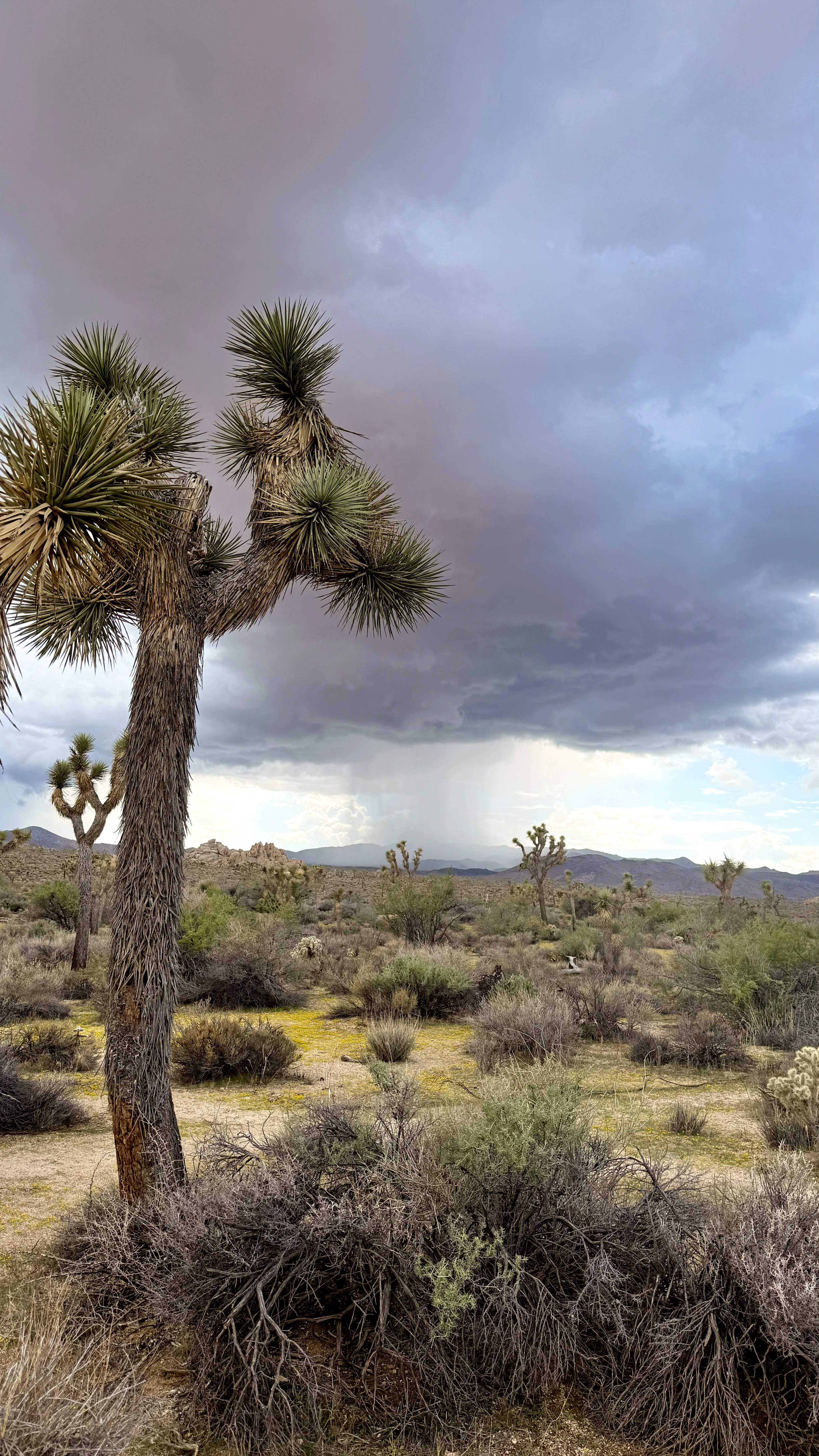 joshua tree national park wide desert landscape california elopement photographer