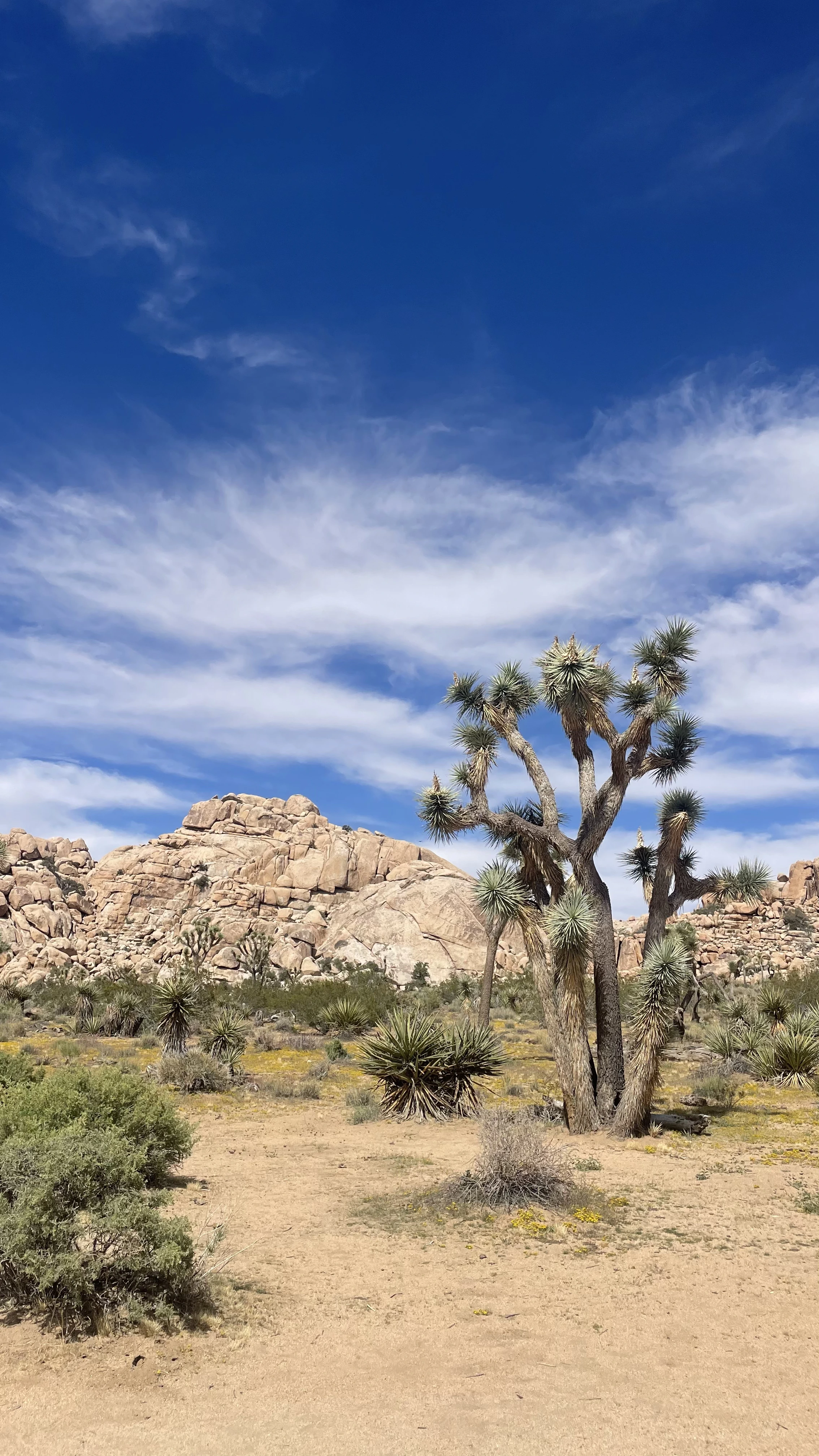 joshua tree elopement location rocky desert and joshua trees california