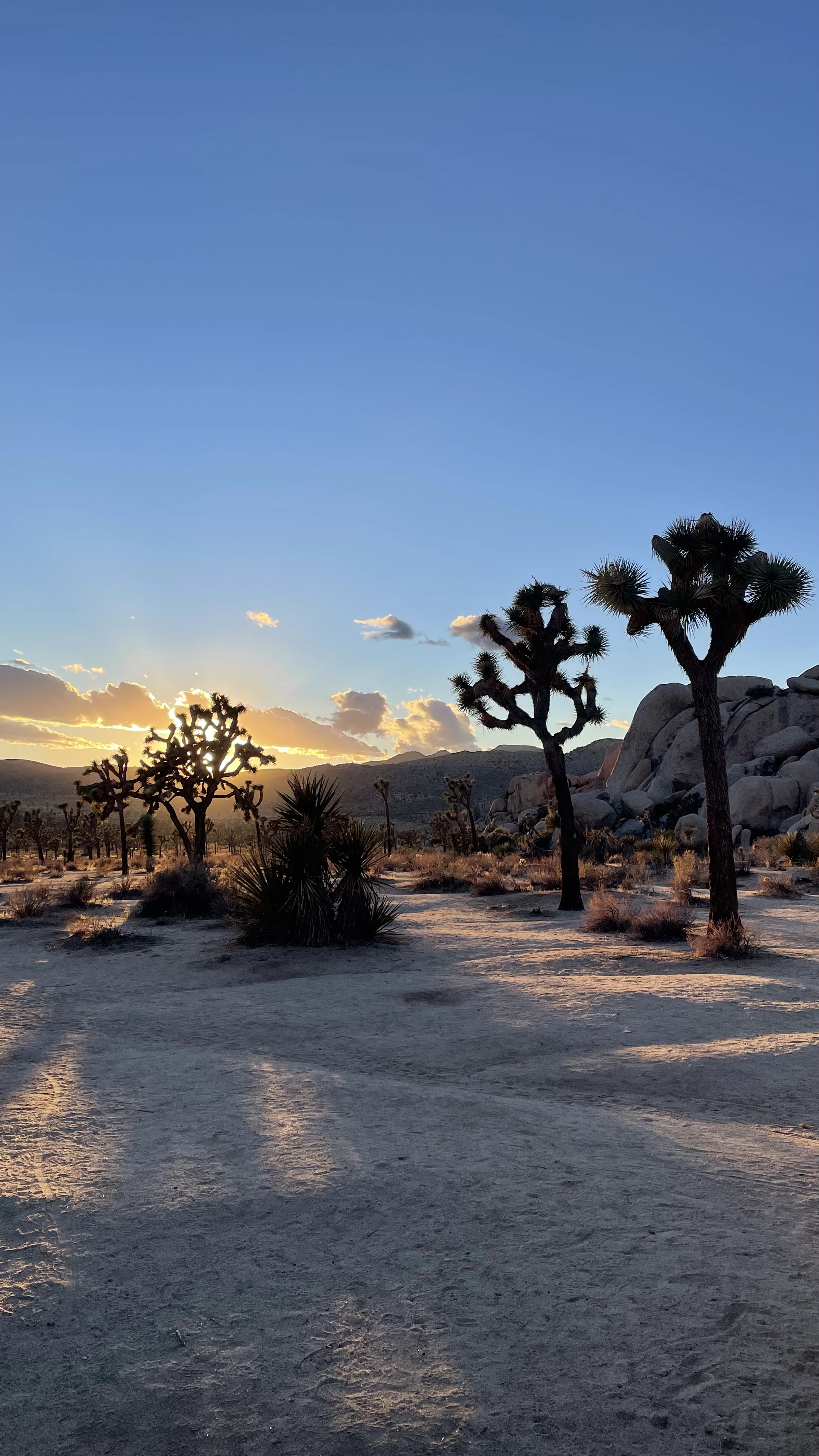 joshua tree desert textures rocks and trees california elopement setting