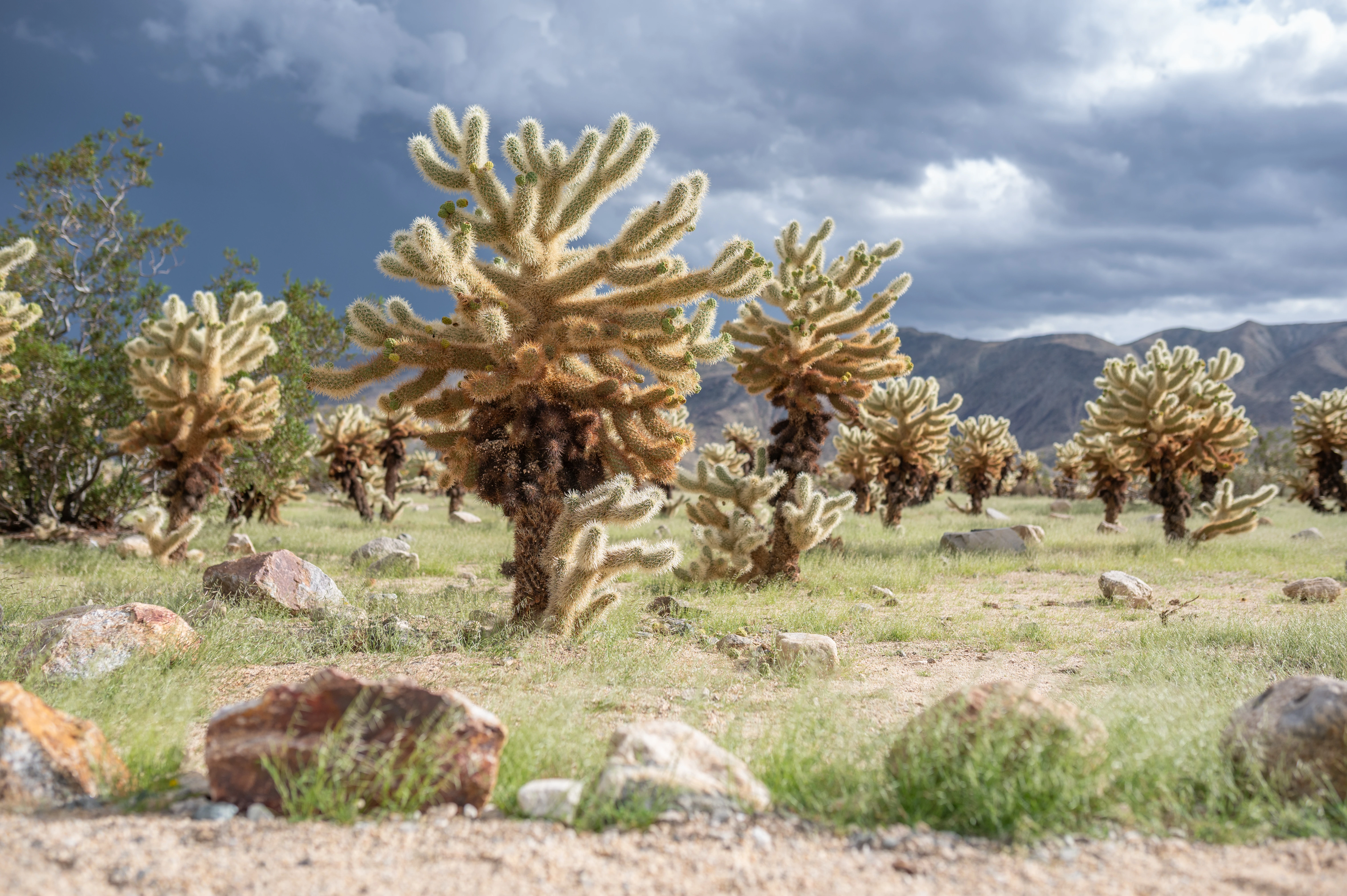 joshua tree national park desert landscape california elopement location
