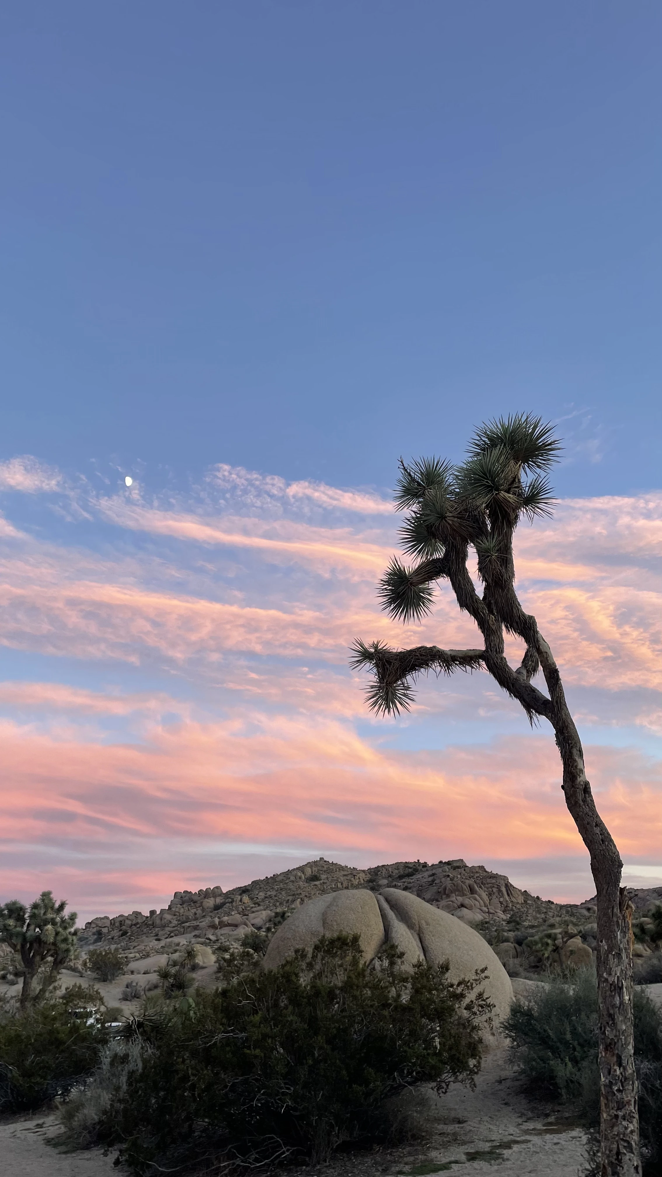 joshua tree national park desert light sunset elopement location